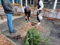 Weihnachtsbaum einplanzen Bild 2